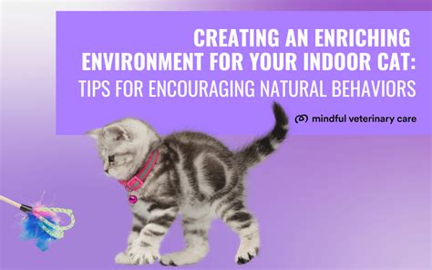 Tips for Creating an Enriching Environment to Help a Fiery Feline Pursue its Aspirations