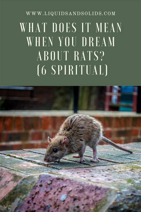 Tips for Embracing and Harnessing the Wisdom of Rat Dream Insight