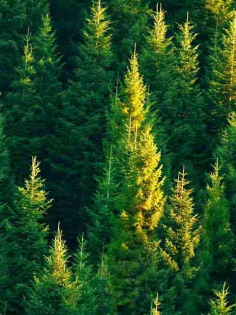 Tips for Indoor Fir Tree Care