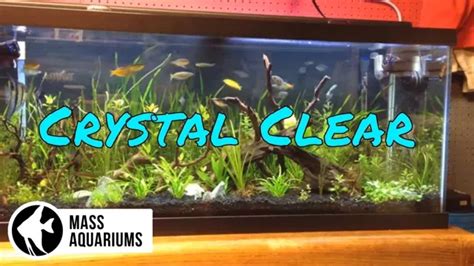 Tips for Maintaining Crystal-Clear and Pristine Aquarium Water