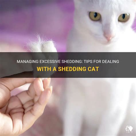 Tips for Managing Excessive Shedding in Bengal Cats