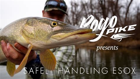 Tips for Proper Handling and Release of Mighty Esox Lucius