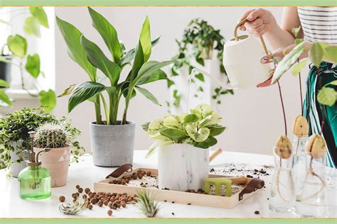 Tips for Properly Caring for Your Indoor Plant