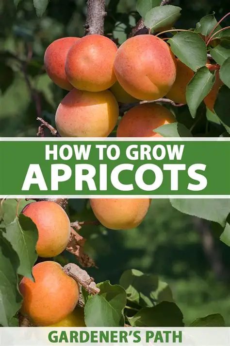 Tips for Recognizing Ripe Apricots