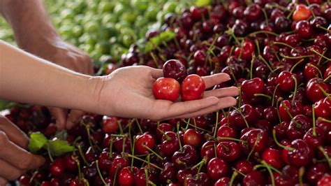 Tips for Selecting the Finest Cherries at the Grocery Store