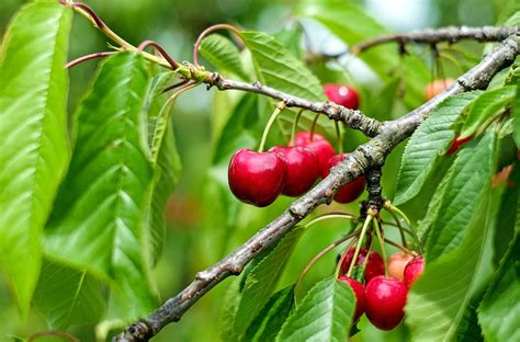 Tips for Successfully Identifying Large Cherries on Fruit-Bearing Trees