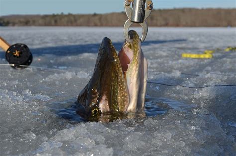 Tips for Successfully Landing Trophy Pike