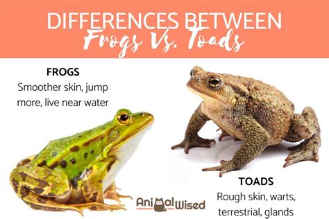 Toad or Frog: What's the Distinction?