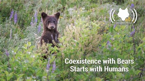 Towards Coexistence: Education and Awareness for Human-Bear Interactions