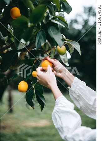 Tracing the Journey: Following Oranges from Grove to Table