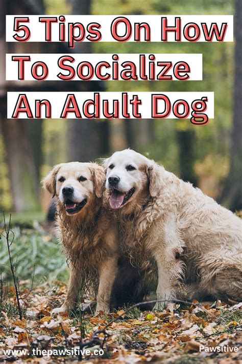 Training and Socializing Large Canines: Handy Tips and Techniques