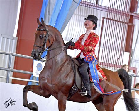 Training the Equine Athletes: From Young Colts to Championship Winners