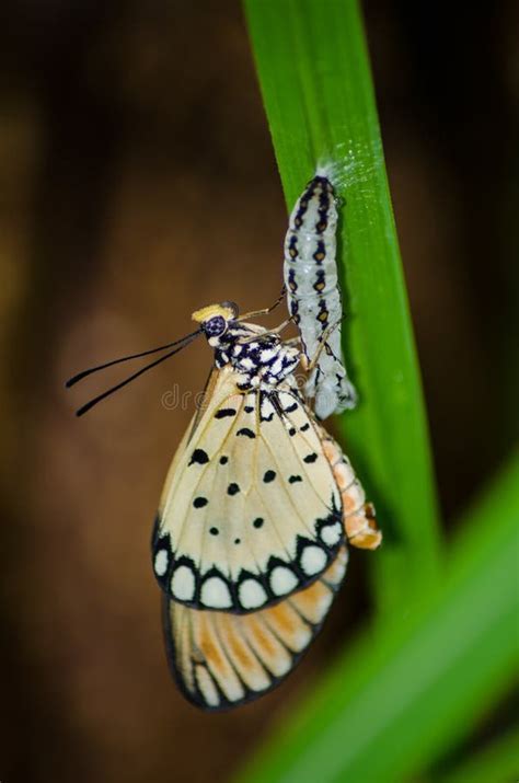 Transformation and rebirth: Exploring the metamorphic significance of an imposing insect in the realm of dreams