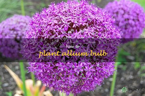 Transforming Vision into Reality: Step-by-Step Guide to Cultivating Aromatic Allium