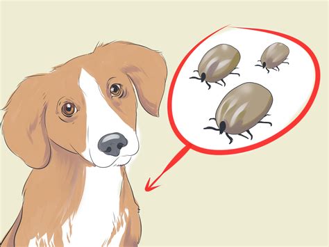 Treatment Options for Canine Lice Infestation: Breaking it Down