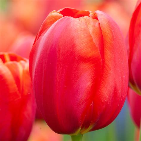 Tulip Bulbs in Dreams: A Symbol of Hope and Fresh Start