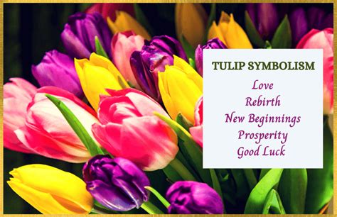 Tulips as a Symbol of Love and Romance