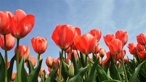 Tulips as a Symbol of Love and Romance in Dream Analysis