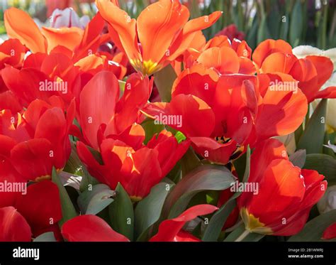 Tulips as a Symbol of Spring and Renewal