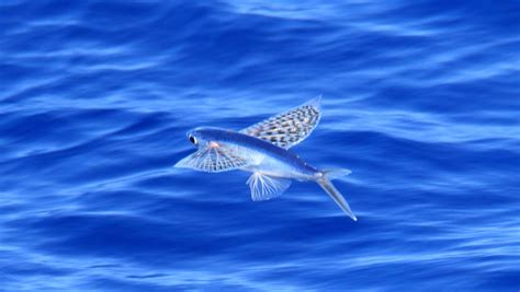 Unbelievable Dream: A Winged Fish Soared Across the Sky