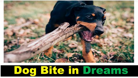 Unconscious Fears: Unveiling the Hidden Anxieties Reflected in a Dream Dog Bite
