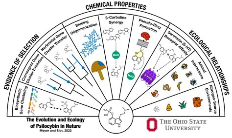 Uncovering the Ecological Significance of Birch Fungus