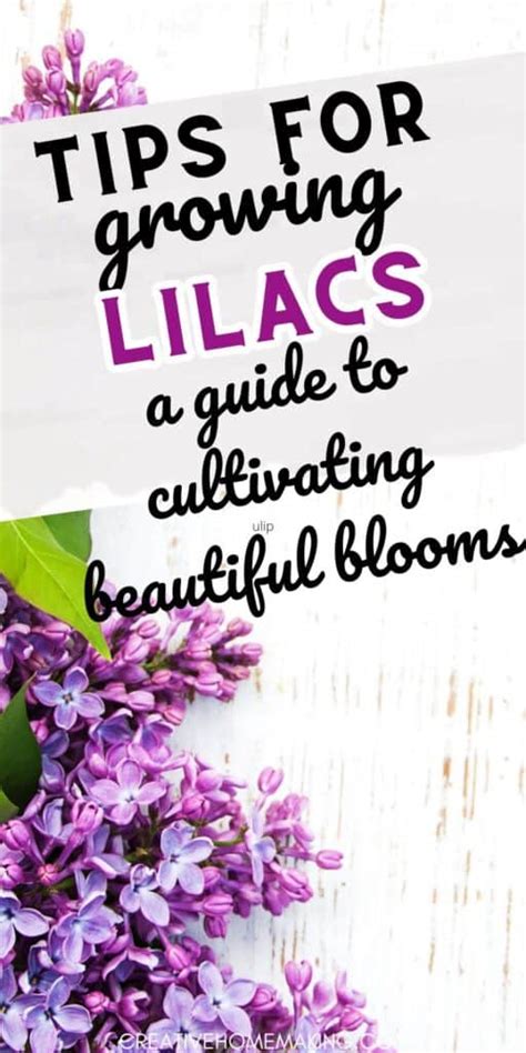 Uncovering the Elegance: The Flourishing Phases of Lilac