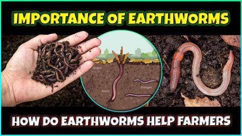 Uncovering the Hidden Messages: Why Do Earthworms Appear in Our Subconscious?