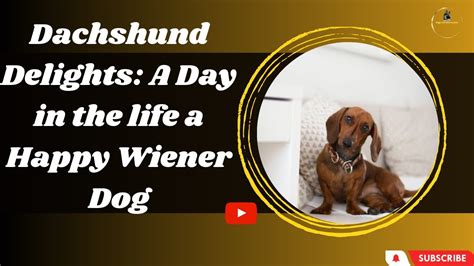 Uncovering the Profound Emotional Bond between Women and Wiener Dogs