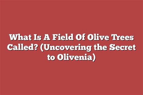 Uncovering the Secrets of Olives: A Journey from Tree to Table