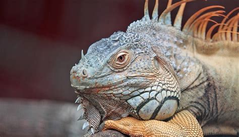 Uncovering the Symbolism of Iguana Bites in Dreams