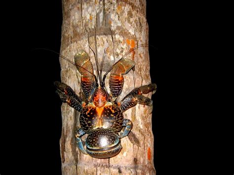 Undercover Predators: Unraveling the Feeding Habits of the Enormous Arthropod
