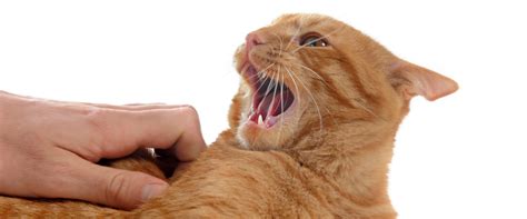 Understanding Aggression in Cats: Identifying Warning Signs