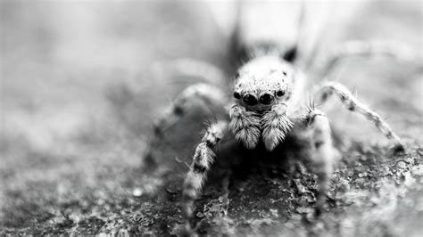 Understanding Arachnophobia: Exploring the Fear of Spiders