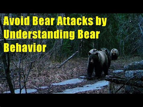 Understanding Bear Behavior: What Provoked the Attack?