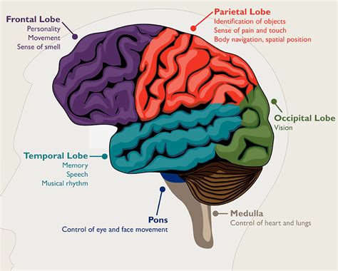 Understanding Brain Tumors: An Overview