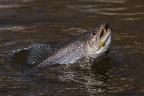 Understanding Control and Independence in the Symbolism of a Woman Capturing a Fish