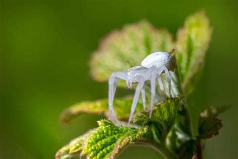 Understanding Symbolic Representations of Spiders in Dreams