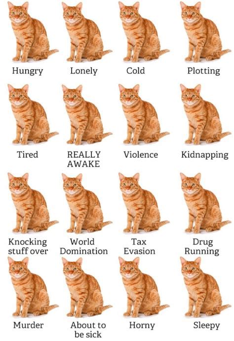 Understanding Your Cat's Dream Patterns and Their Significance