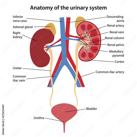 Understanding Your Urine System: A Comprehensive Overview