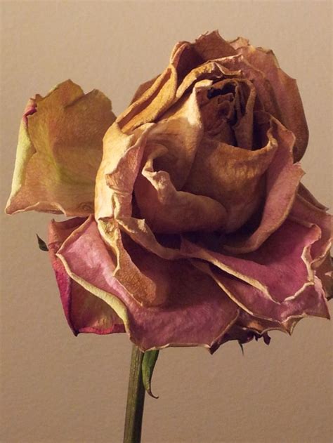 Understanding the Beauty of a Fading Rose