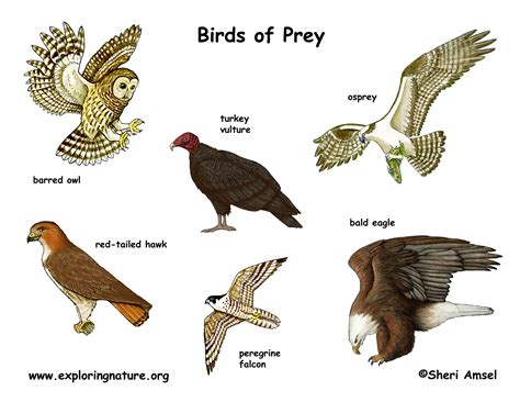 Understanding the Behavior of Birds of Prey