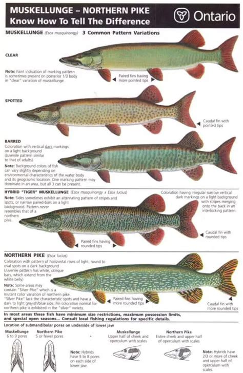 Understanding the Behavioral Patterns and Characteristics of Large Pike