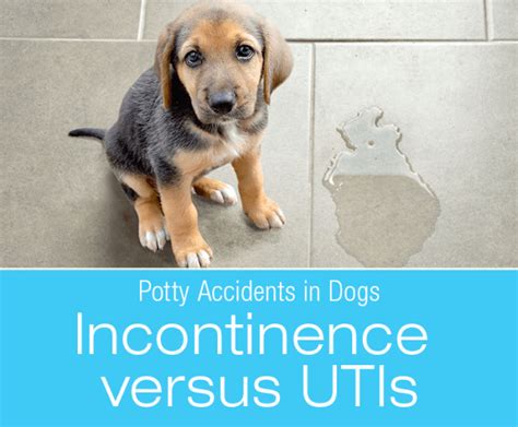 Understanding the Causes of Canine Urine Accidents