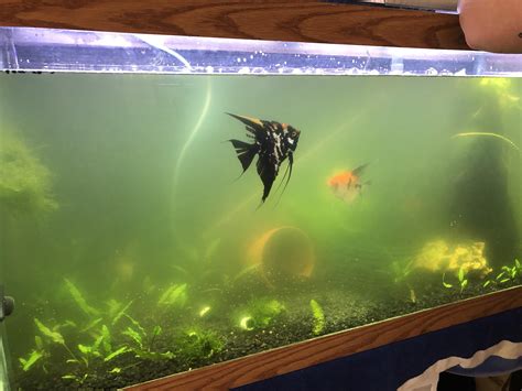 Understanding the Causes of Murky Water in a Fish Tank