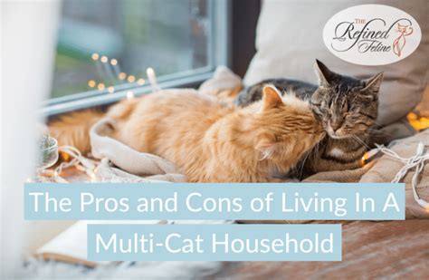 Understanding the Complexity of a Multi-Feline Household