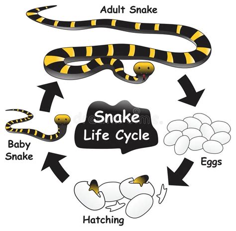 Understanding the Connection between Serpents and Metamorphosis