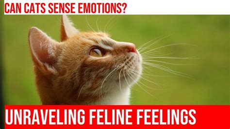 Understanding the Emotional Bond between Individuals and Felines in Dreams