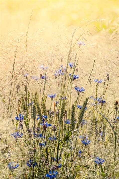 Understanding the Emotional Connotations of Lush Meadows in Dreams