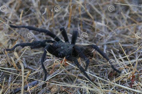 Understanding the Enormous Furry Ebony Arachnid